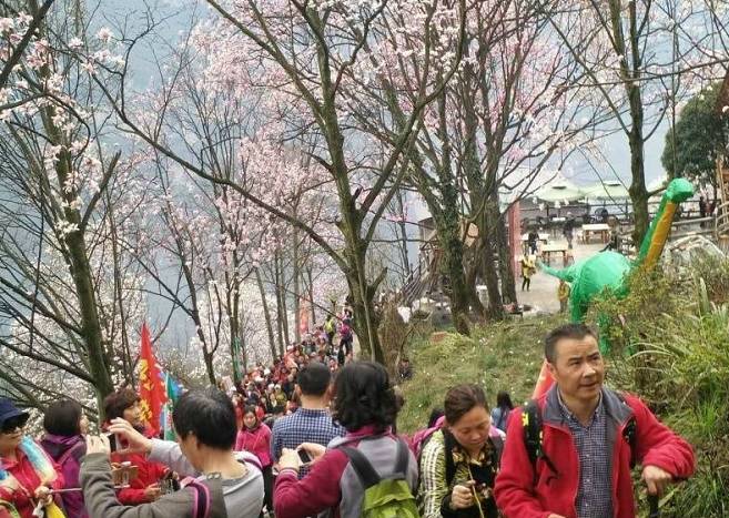 3处辛夷花观赏点去过的竟说坑？澳门新葡京