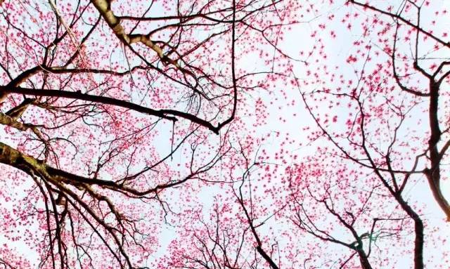 3处辛夷花观赏点去过的竟说坑？澳门新葡京app深扒四川绵阳(图2)