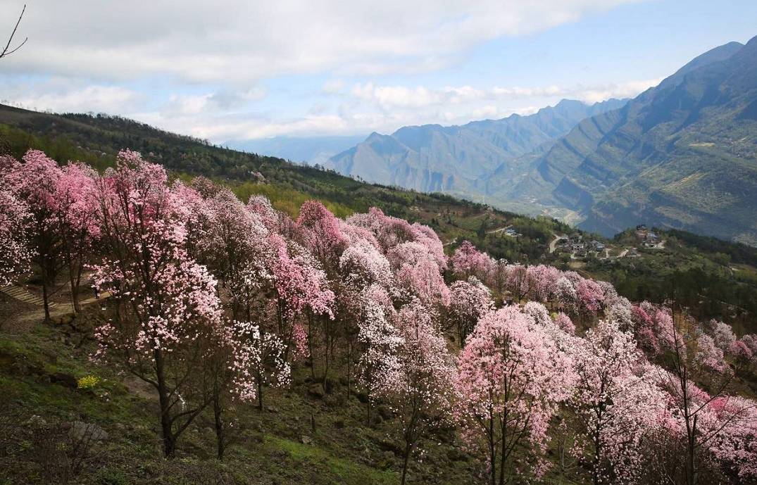 3处辛夷花观赏点去过的竟说坑？澳门新葡京app深扒四川绵阳(图4)
