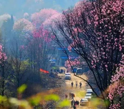 3处辛夷花观赏点去过的竟说坑？澳门新葡京app深扒四川绵阳(图3)