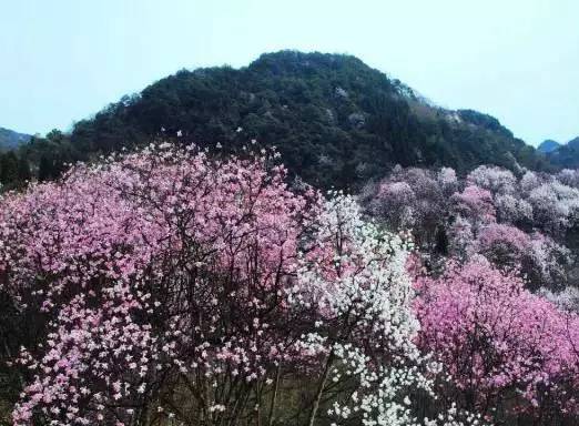 3处辛夷花观赏点去过的竟说坑？澳门新葡京app深扒四川绵阳(图6)