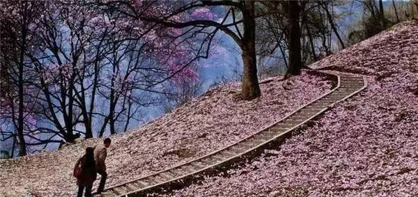 3处辛夷花观赏点去过的竟说坑？澳门新葡京app深扒四川绵阳(图8)