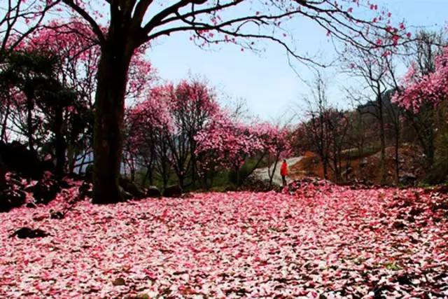 3处辛夷花观赏点去过的竟说坑？澳门新葡京app深扒四川绵阳(图10)