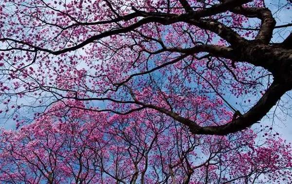 3处辛夷花观赏点去过的竟说坑？澳门新葡京app深扒四川绵阳(图11)