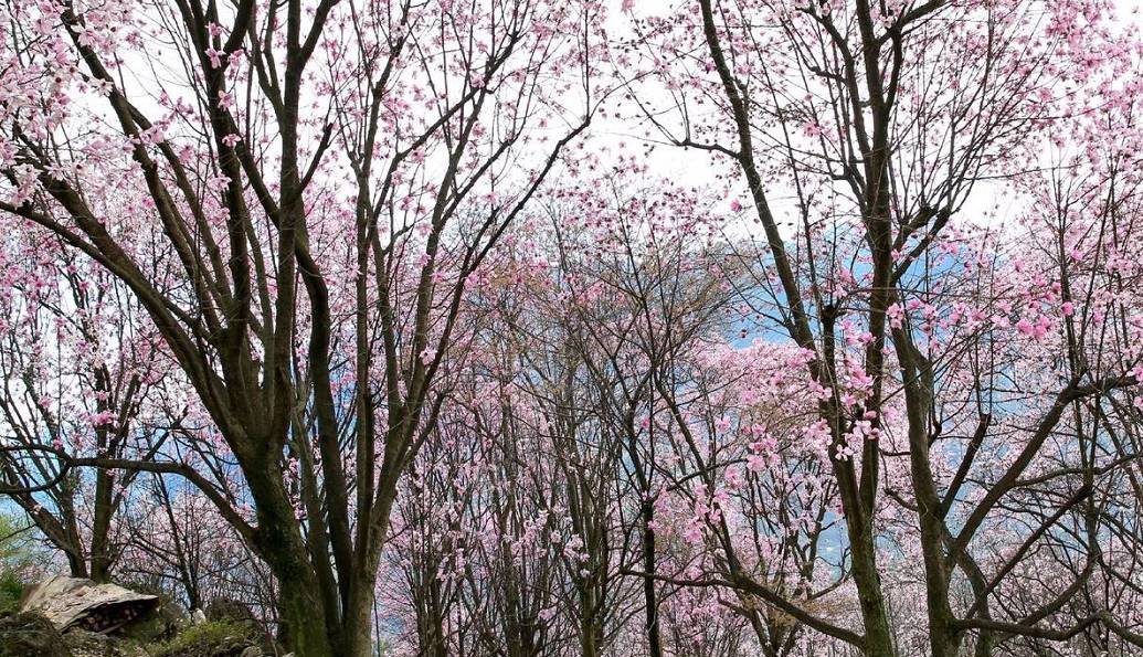 3处辛夷花观赏点去过的竟说坑？澳门新葡京app深扒四川绵阳(图15)