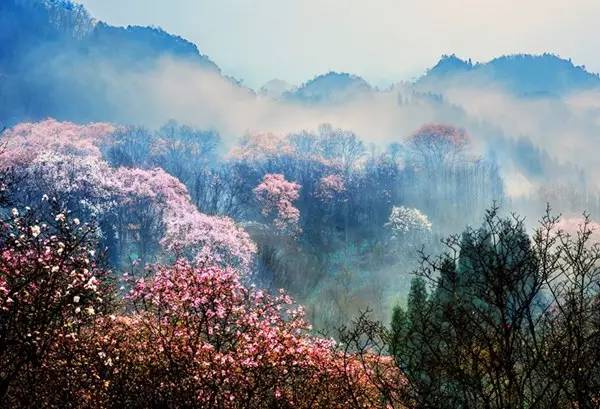 3处辛夷花观赏点去过的竟说坑？澳门新葡京app深扒四川绵阳(图16)